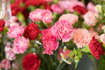 272245 340x227 january birth flower carnation