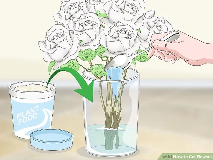 Add Plant Food To The Water