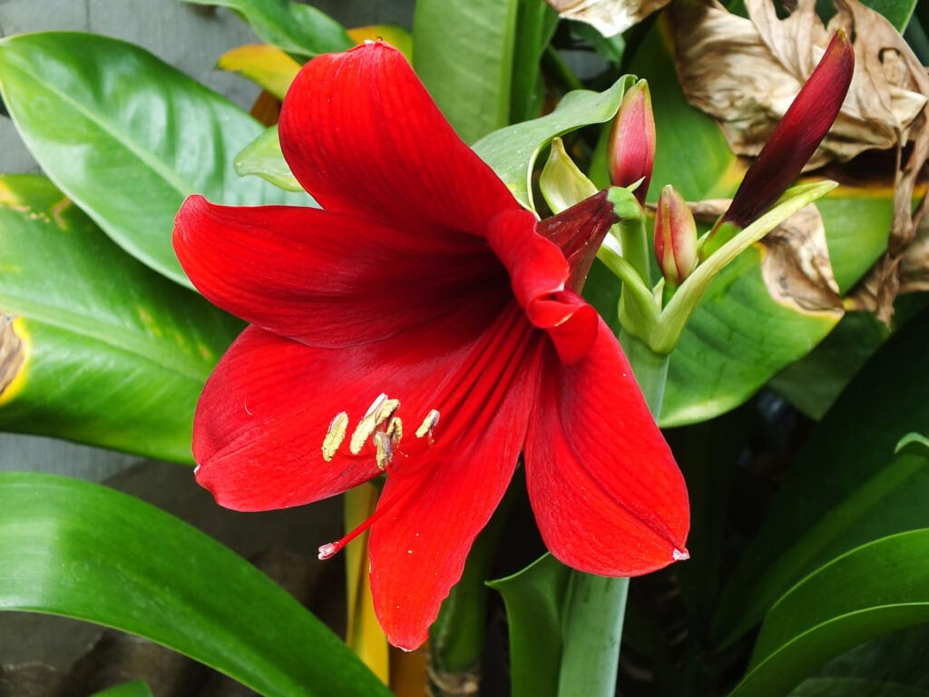 Amaryllis Christmas Flower