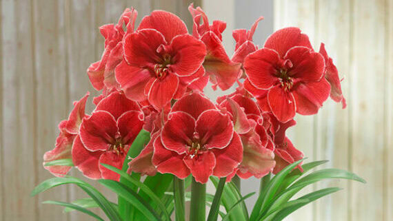 Amaryllis Magical Touch Triple 72740 BG 1 e1606141910280 edited