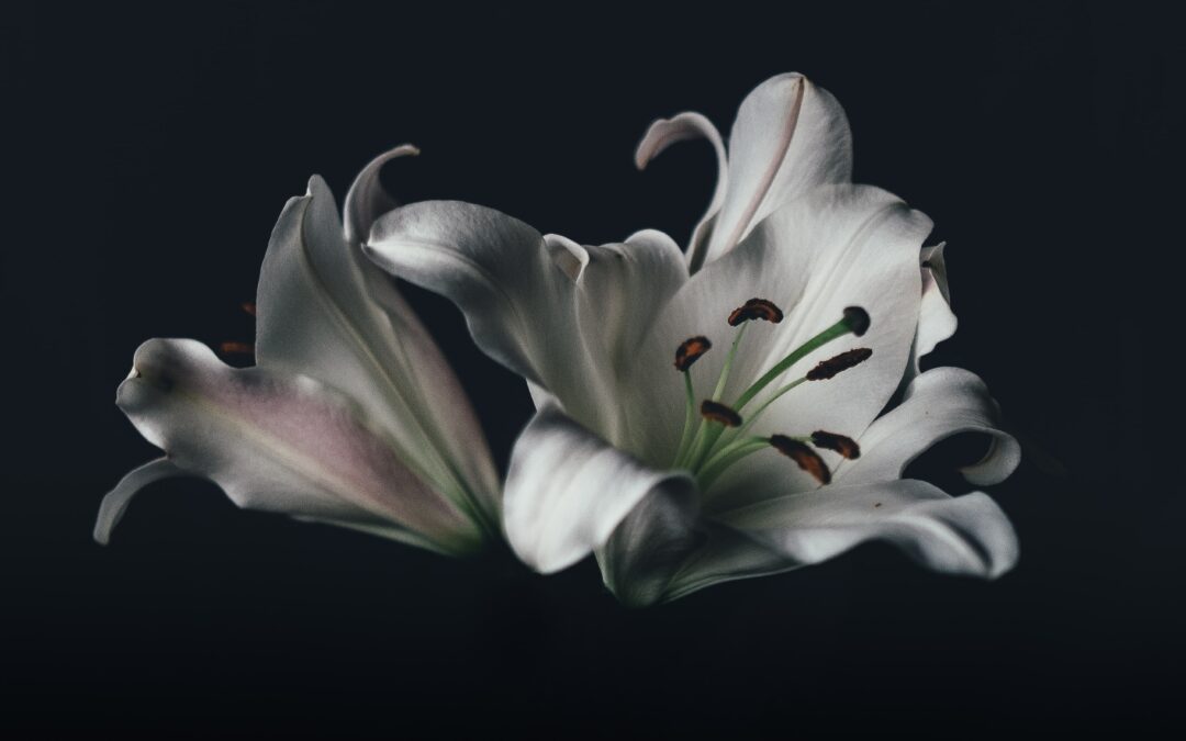 Why White Flowers are Traditionally Used in Funerals?