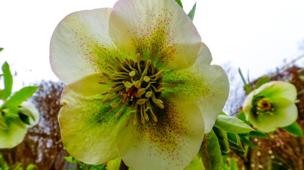 Christmas Rose “Hellebore” Christmas Flower