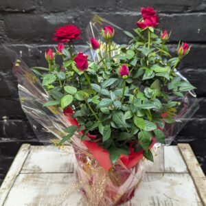 Christmas Flowers Aberdeen | Planted Red Rose | Flower Gift Set | Florist Aberdeen