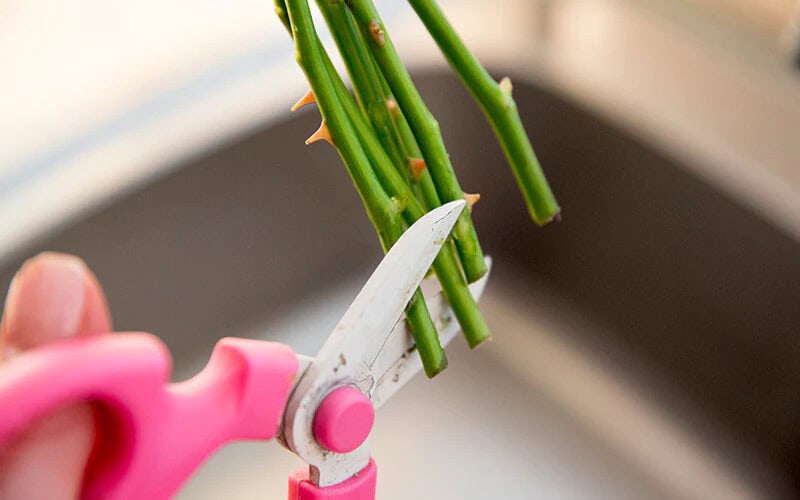 cutting flower steam