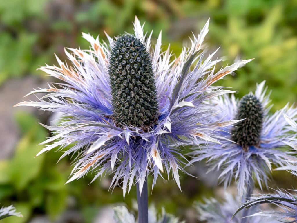 Eryngium (Sea Holly) for St. Andrew's Day