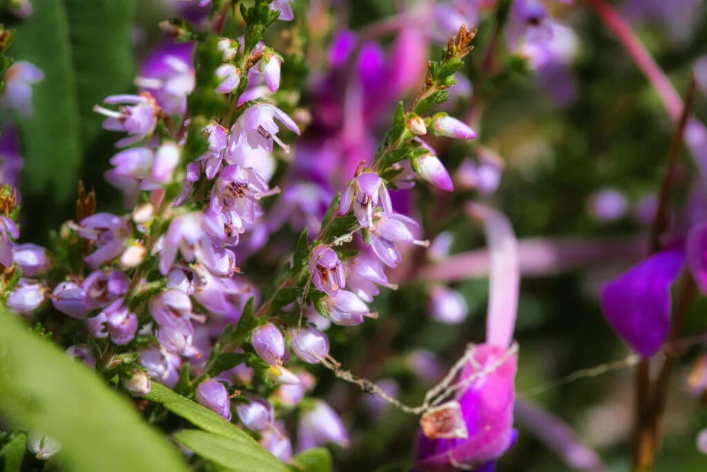 Heather Flower for St. Andrew's Day
