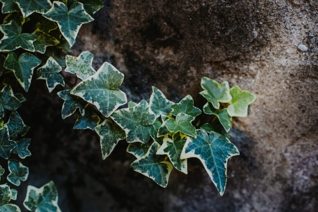 Ivy Vine