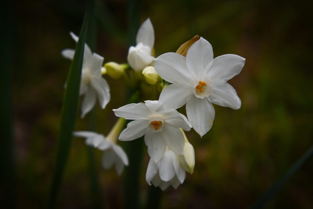 Paperwhites Christmas Flower