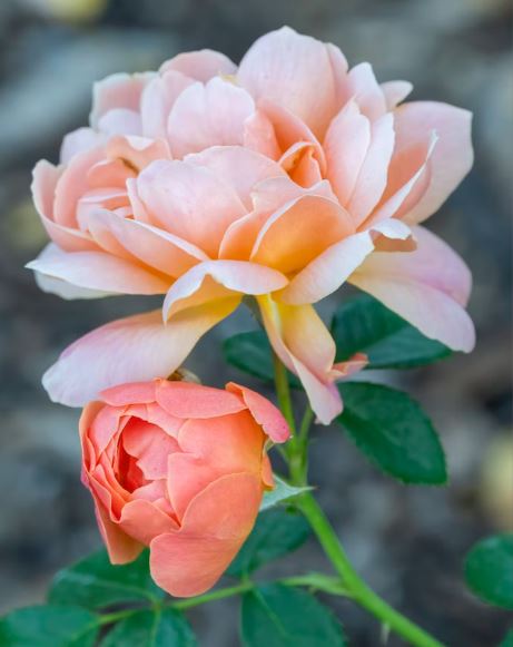 Peace Garden Roses in Aberdeen