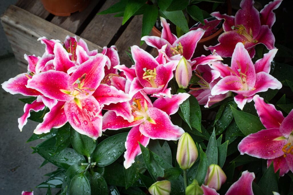 Pink Stargazer Lilies 1