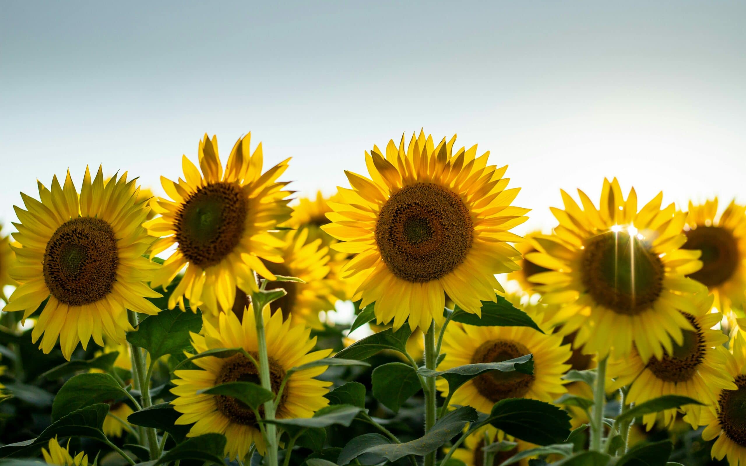 radiant and joyful love