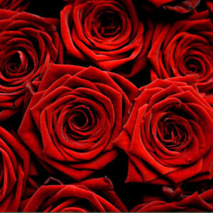 Valentine's Day Flowers