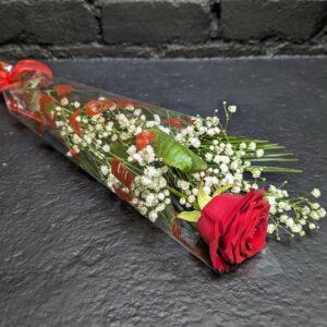 Single red rose with baby's breath in cellophane wrap