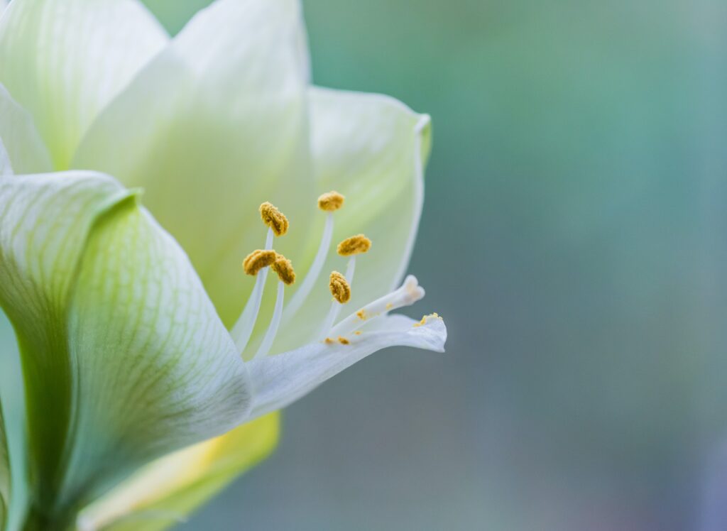 White Amaryllis Flower in Aberdeen