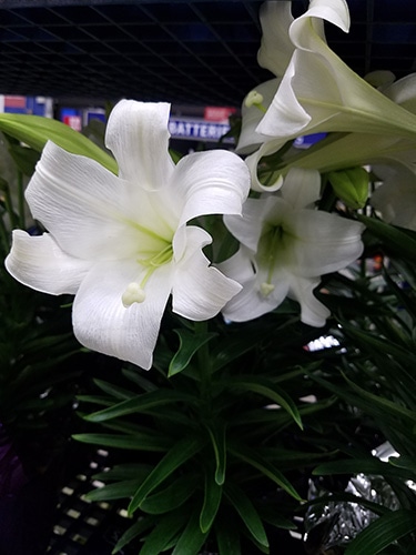 Fresh White Easter Lilies