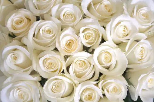 Classic white roses