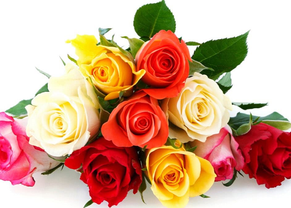 different color of roses