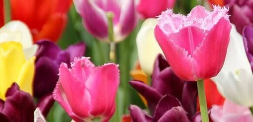 Celebrating Special Occasions in Scotland with Anastasia Florists