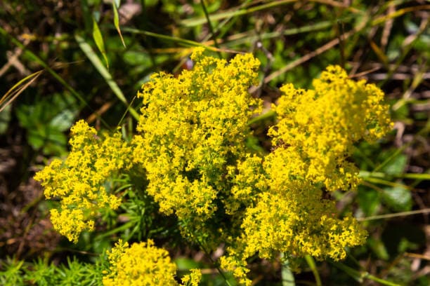 A fragrant wild yellow lady's bedstraw in Scotland