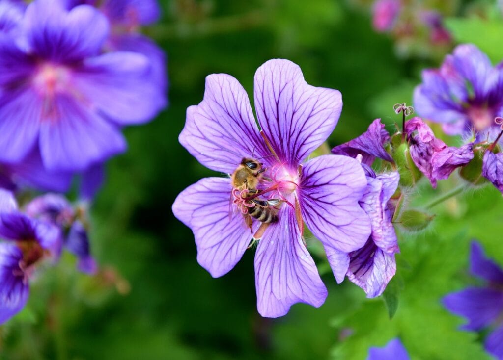 A blue-purple blooms of meadow cranesbill