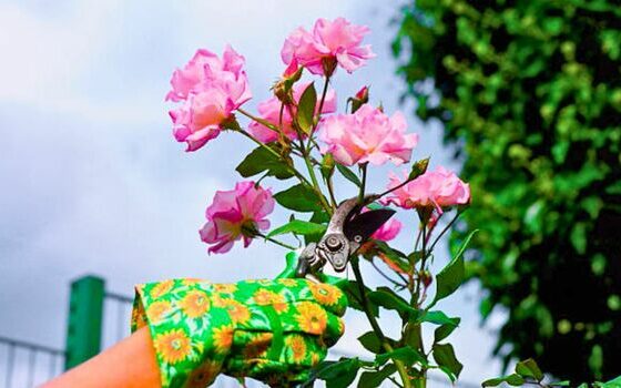 a gardener cutting the flower