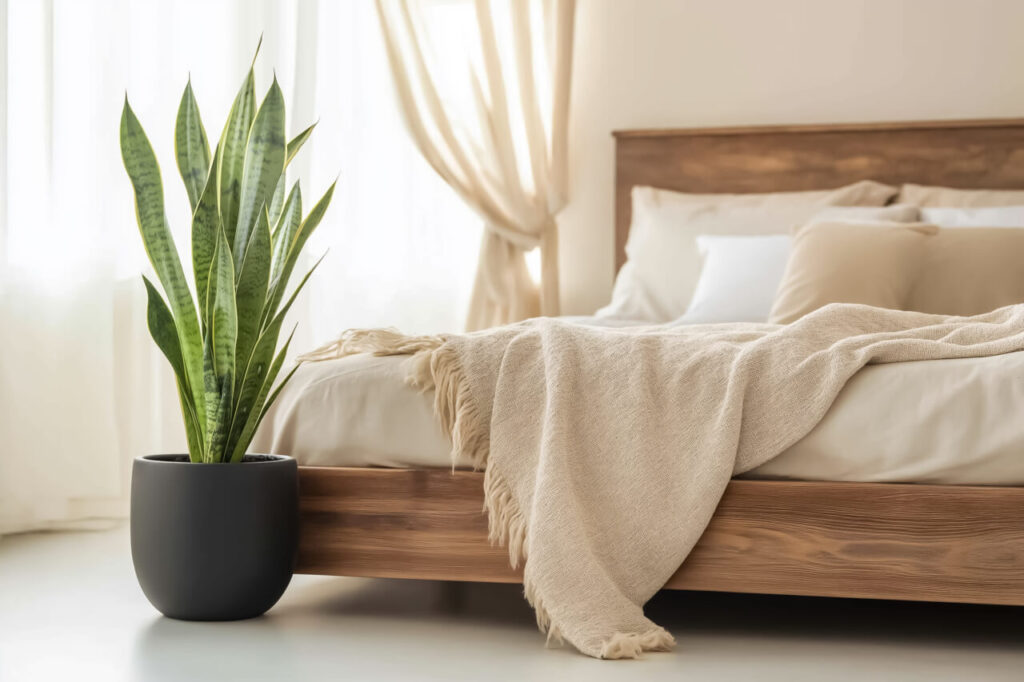 snakeplant in bedroom