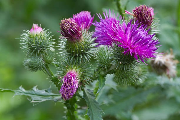 thistle